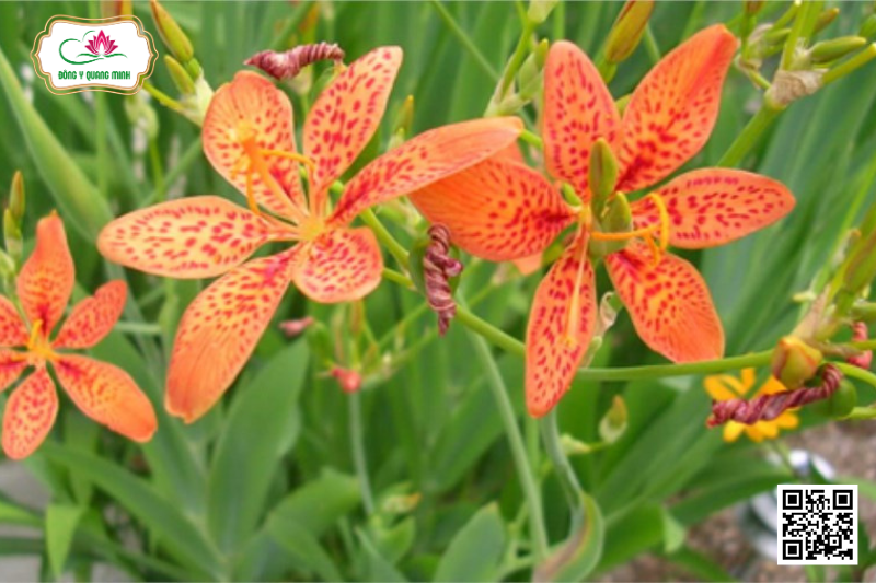Xạ Can - Iris Domestica, Iridaceae