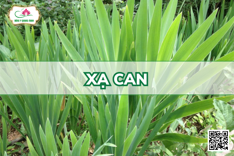 Xạ Can - Iris Domestica, Iridaceae