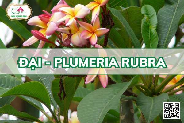 Đại - Plumeria Rubra, Apocynaceae