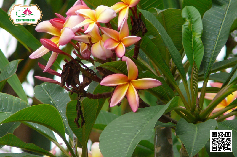Đại - Plumeria Rubra, Apocynaceae