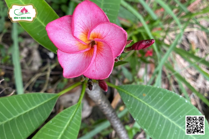 Đại - Plumeria Rubra, Apocynaceae