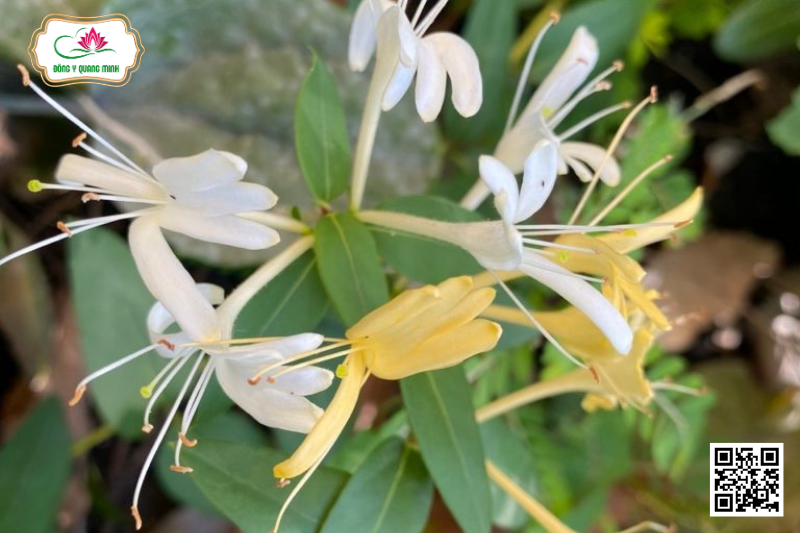 Kim Ngân - Lonicera Japonica, Caprifoliaceae