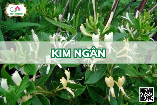 Kim Ngân - Lonicera Japonica, Caprifoliaceae