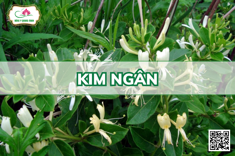 Kim Ngân - Lonicera Japonica, Caprifoliaceae