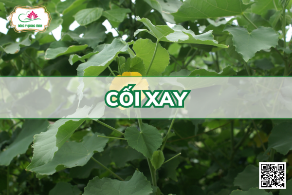 Cối Xay - Abutilon Indicum, Malvaceae