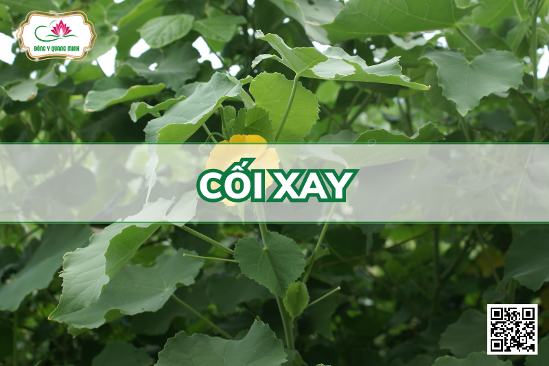 Cối Xay - Abutilon Indicum, Malvaceae