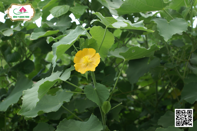 Cối Xay - Abutilon Indicum, Malvaceae