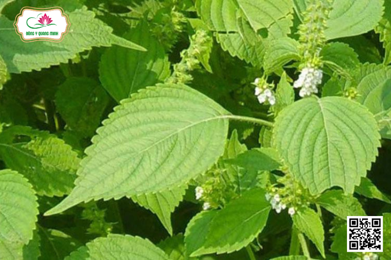 Kinh Giới - Elsholtzia Ciliata, Lamiaceae