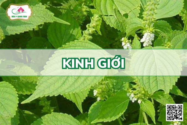 Kinh Giới - Elsholtzia Ciliata, Lamiaceae