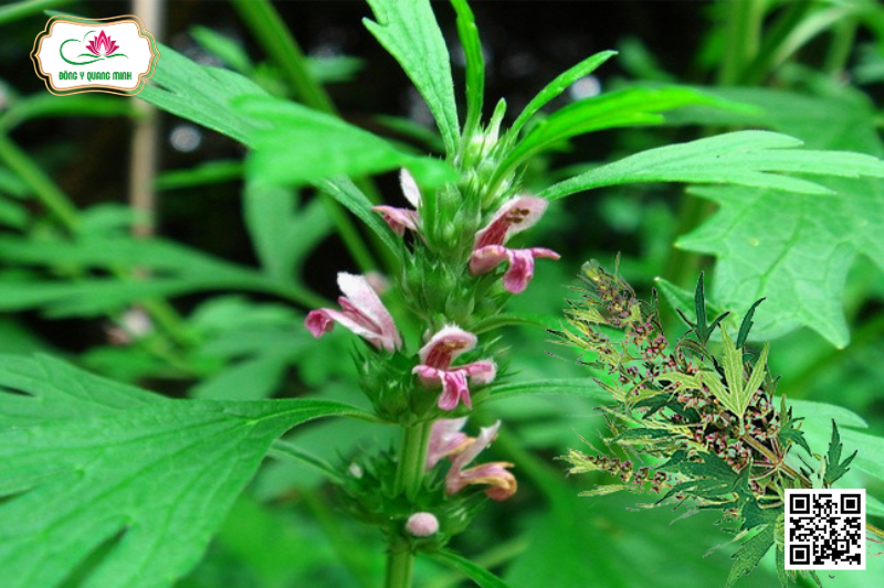 Ích Mẫu - Leonurus Japonicus, Lamiaceae