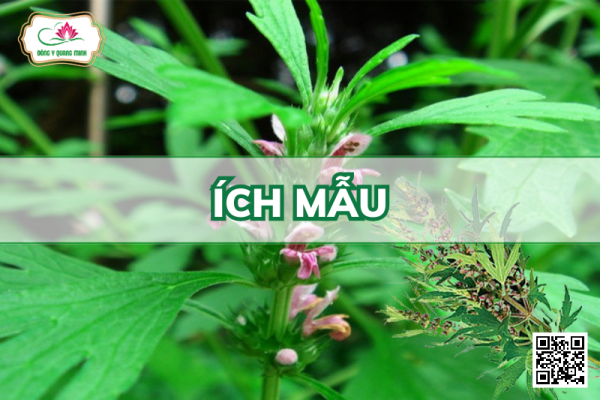 Ích Mẫu - Leonurus Japonicus, Lamiaceae