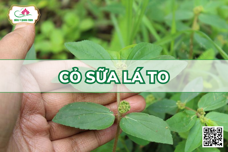 Cỏ Sữa Lá To – Euphorbia Hirta, Euphorbiaceae