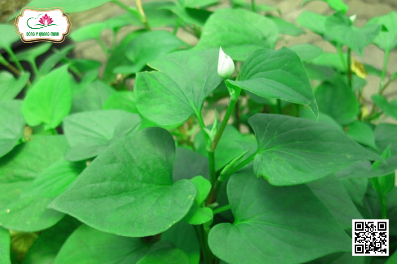 Diếp Cá – Houttuynia Cordata, Saururaceae