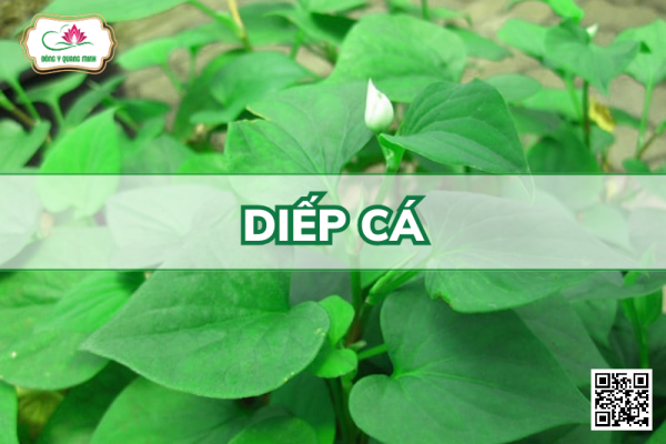 Diếp Cá – Houttuynia Cordata, Saururaceae