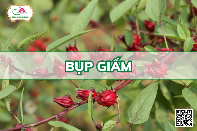 Bụp Giấm - Hibiscus Sabdariffa, Malvaceae