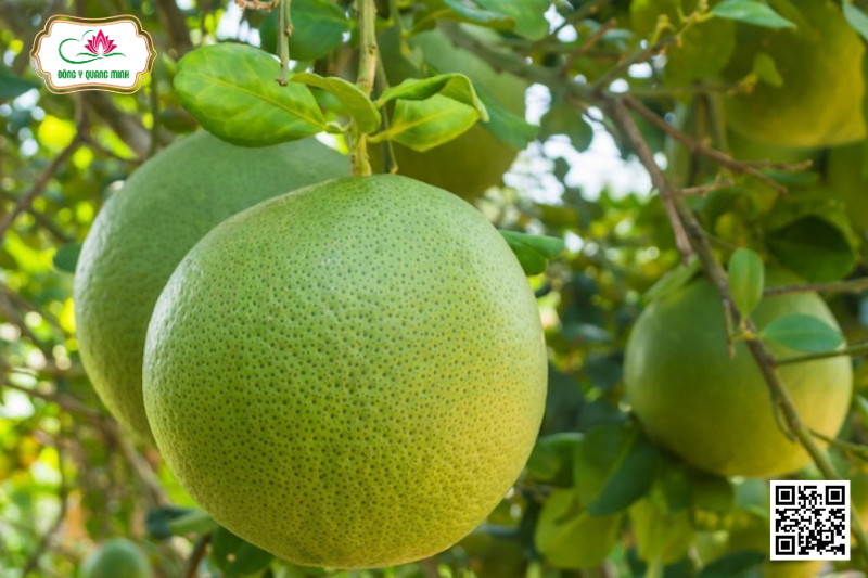 Bưởi - Citrus maxima, Rutaceae