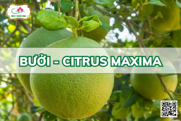 Bưởi - Citrus maxima, Rutaceae