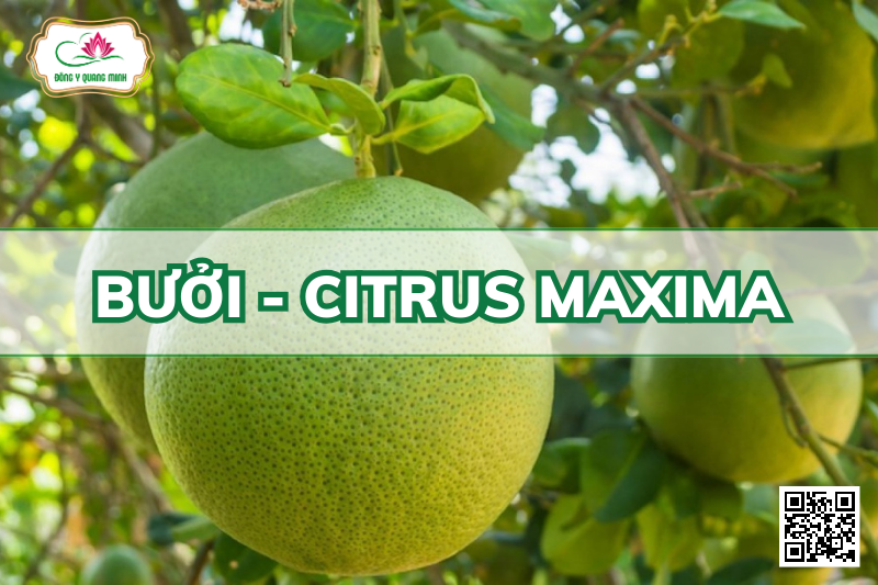 Bưởi - Citrus maxima, Rutaceae