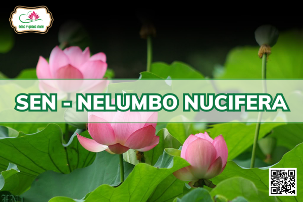 Sen - Nelumbo Nucifera, Nelumbonaceae