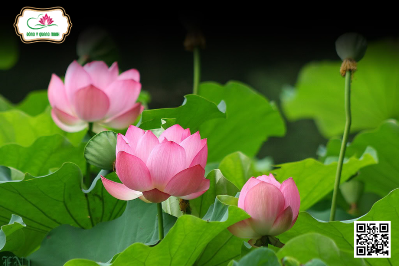 Sen - Nelumbo Nucifera, Nelumbonaceae