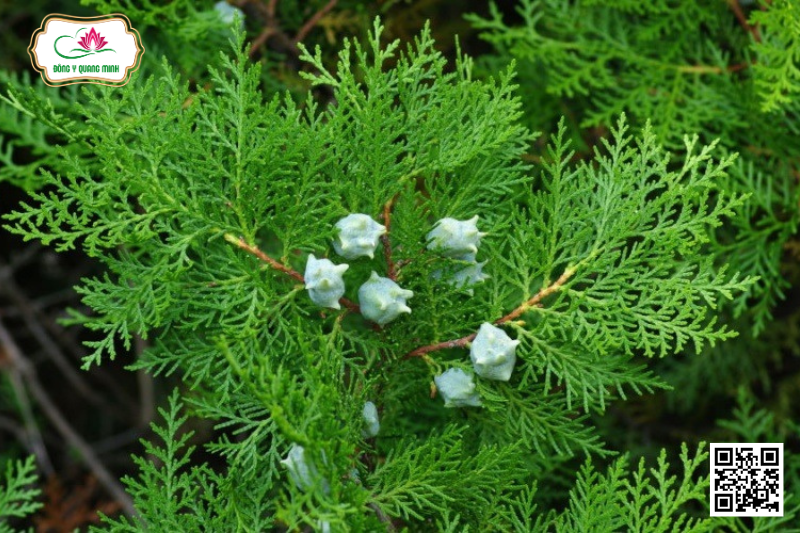 Trắc Bách - Platycladus Orientalis, Cupressaceae