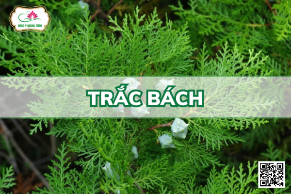 Trắc Bách - Platycladus Orientalis, Cupressaceae