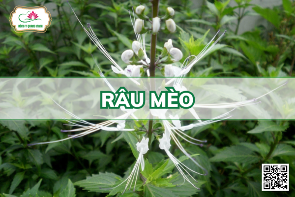 Râu Mèo – Orthosiphon Aristatus, Lamiaceae