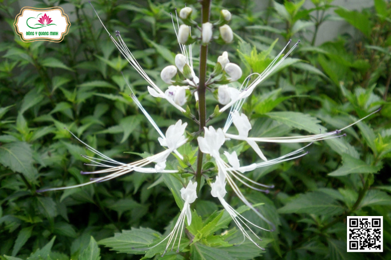 Râu Mèo – Orthosiphon Aristatus, Lamiaceae