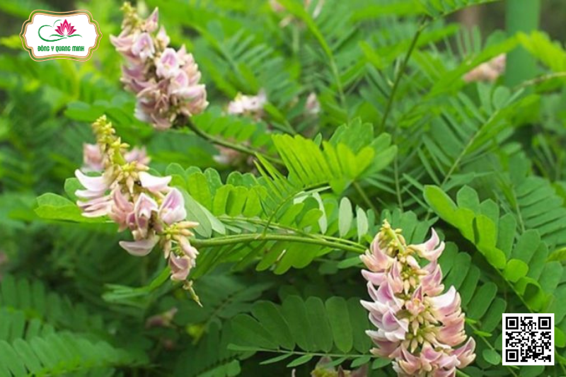 Cam Thảo – Glycyrrhiza Uralensis, Fabaceae