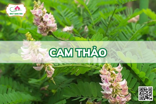 Cam Thảo – Glycyrrhiza Uralensis, Fabaceae