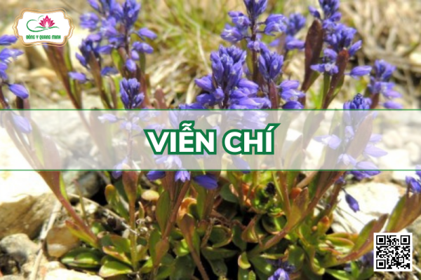 Viễn Chí – Polygala Tenuifolia, Polygalaceace