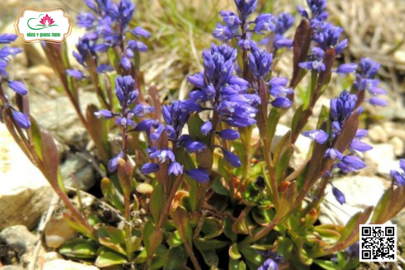 Viễn Chí – Polygala Tenuifolia, Polygalaceace