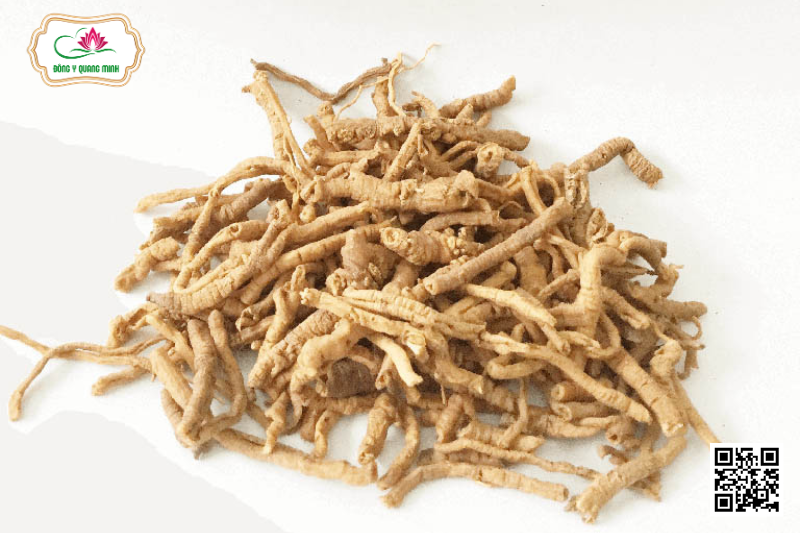 Viễn Chí – Polygala Tenuifolia, Polygalaceace