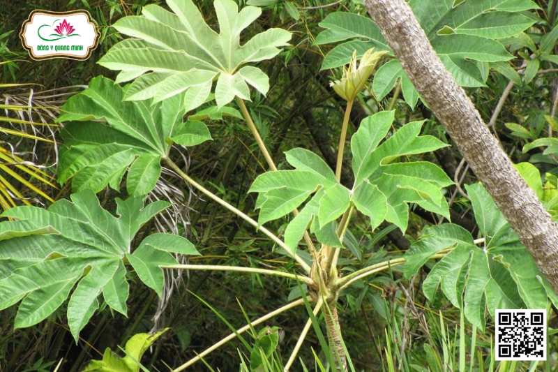 Thông Thảo - Tetrapanax Papyrifer, Araliaceae