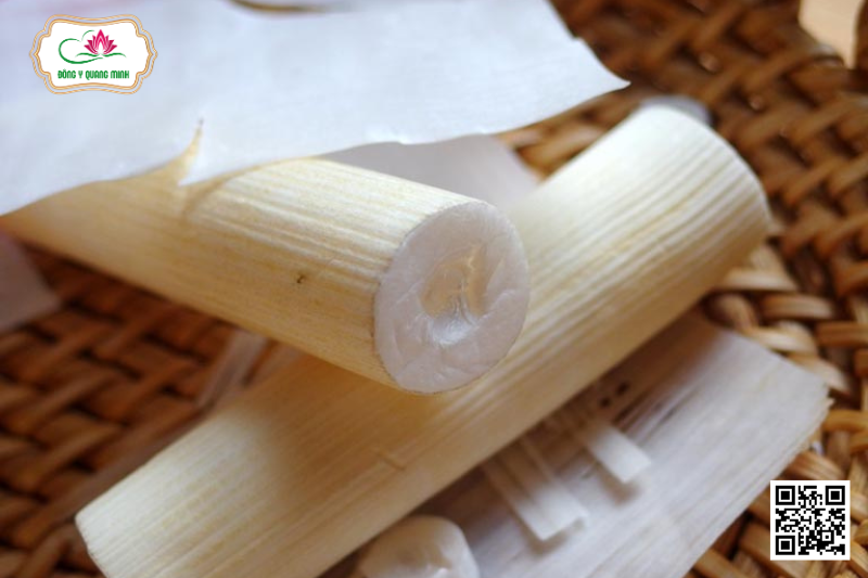 Thông Thảo - Tetrapanax Papyrifer, Araliaceae