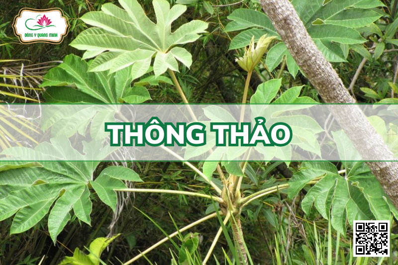 Thông Thảo - Tetrapanax Papyrifer, Araliaceae