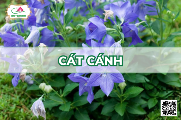 Cát Cánh - Platycodon Grandiflorus, Campanulaceae