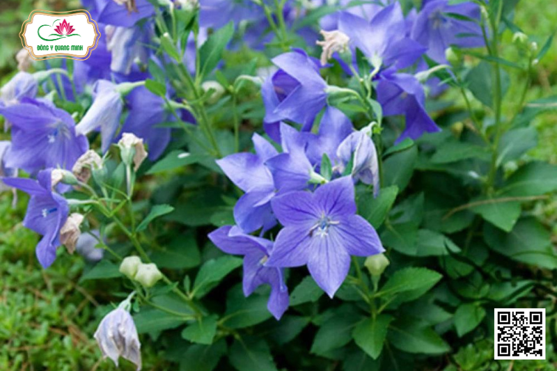 Cát Cánh - Platycodon Grandiflorus, Campanulaceae
