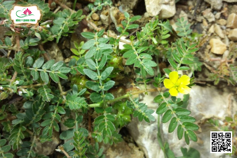 Bạch tật Lê – Tribulus Terrestris, Zygophyllaceae