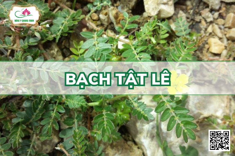 Bạch tật Lê – Tribulus Terrestris, Zygophyllaceae