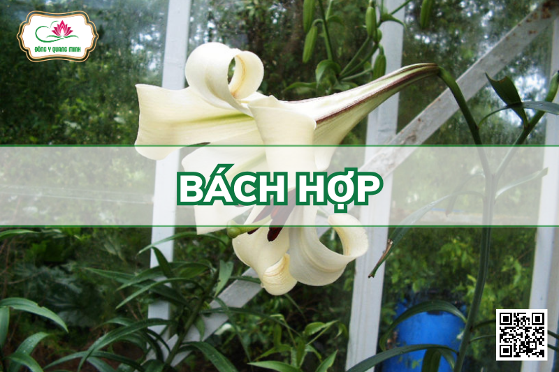 Bách Hợp – Lilium Brownii, Liliaceae