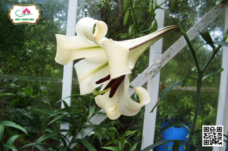 Bách Hợp – Lilium Brownii, Liliaceae