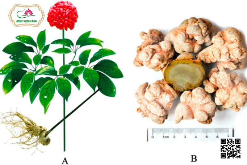 Tam Thất – Panax Notoginseng, Araliaceae