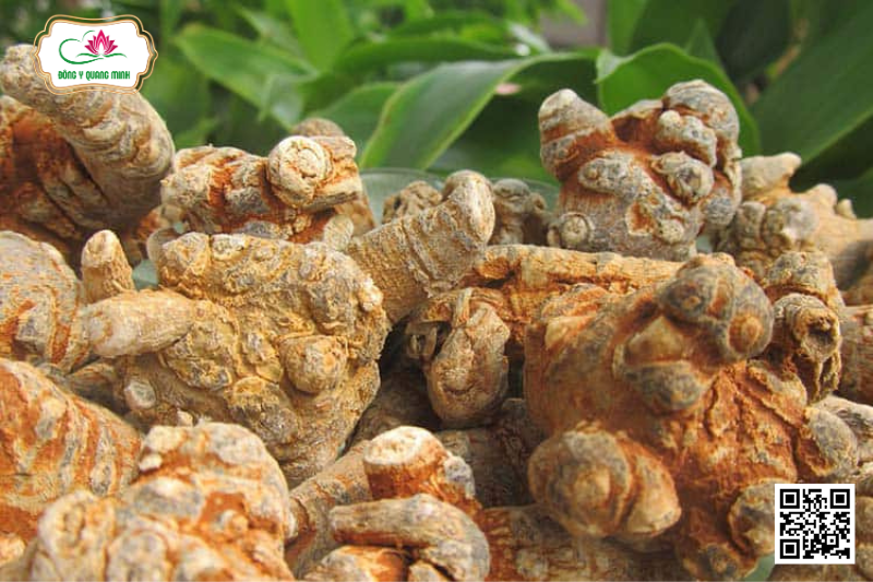 Tam Thất – Panax Notoginseng, Araliaceae