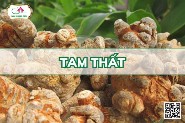 Tam Thất – Panax Notoginseng, Araliaceae