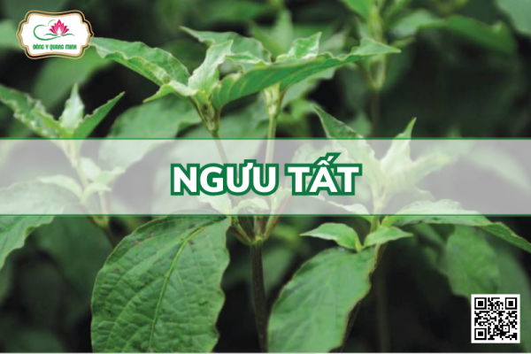 Ngưu Tất - Achyranthes Bidentata, Amaranthaceae