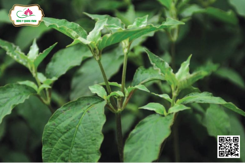 Ngưu Tất - Achyranthes Bidentata, Amaranthaceae