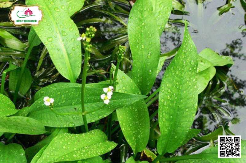 Trạch Tả – Alisma Plantago-aquatica, Alismataceae