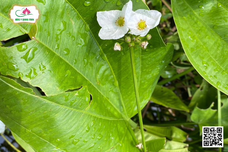 Trạch Tả – Alisma Plantago-aquatica, Alismataceae