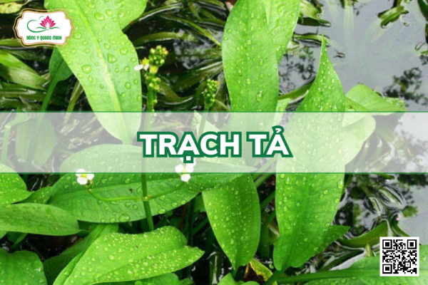 Trạch Tả – Alisma Plantago-aquatica, Alismataceae